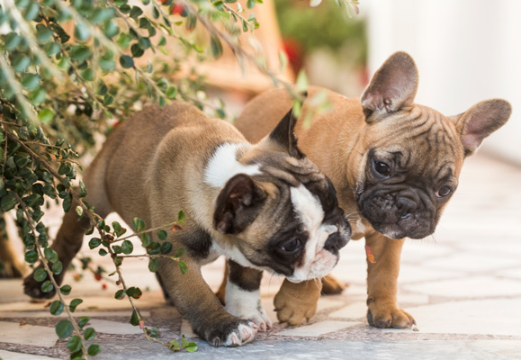 French Bulldog Puppies