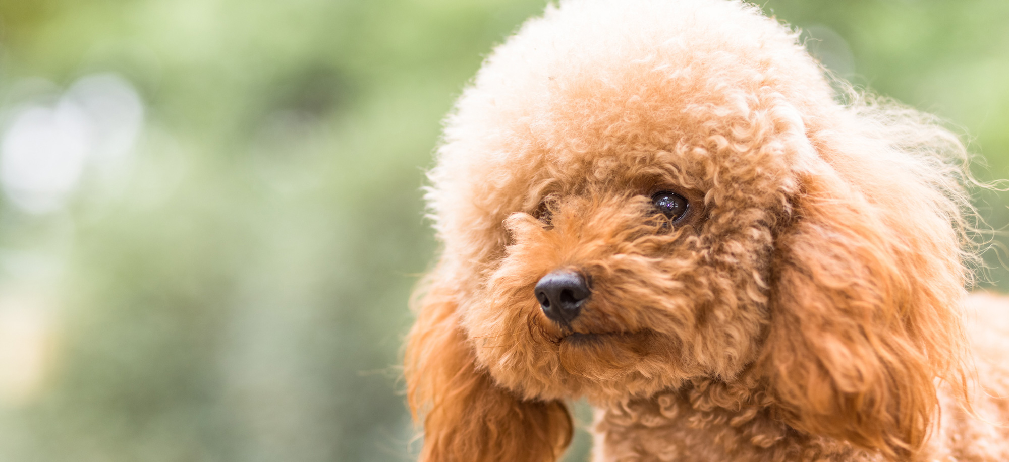 Red Poodle Puppy