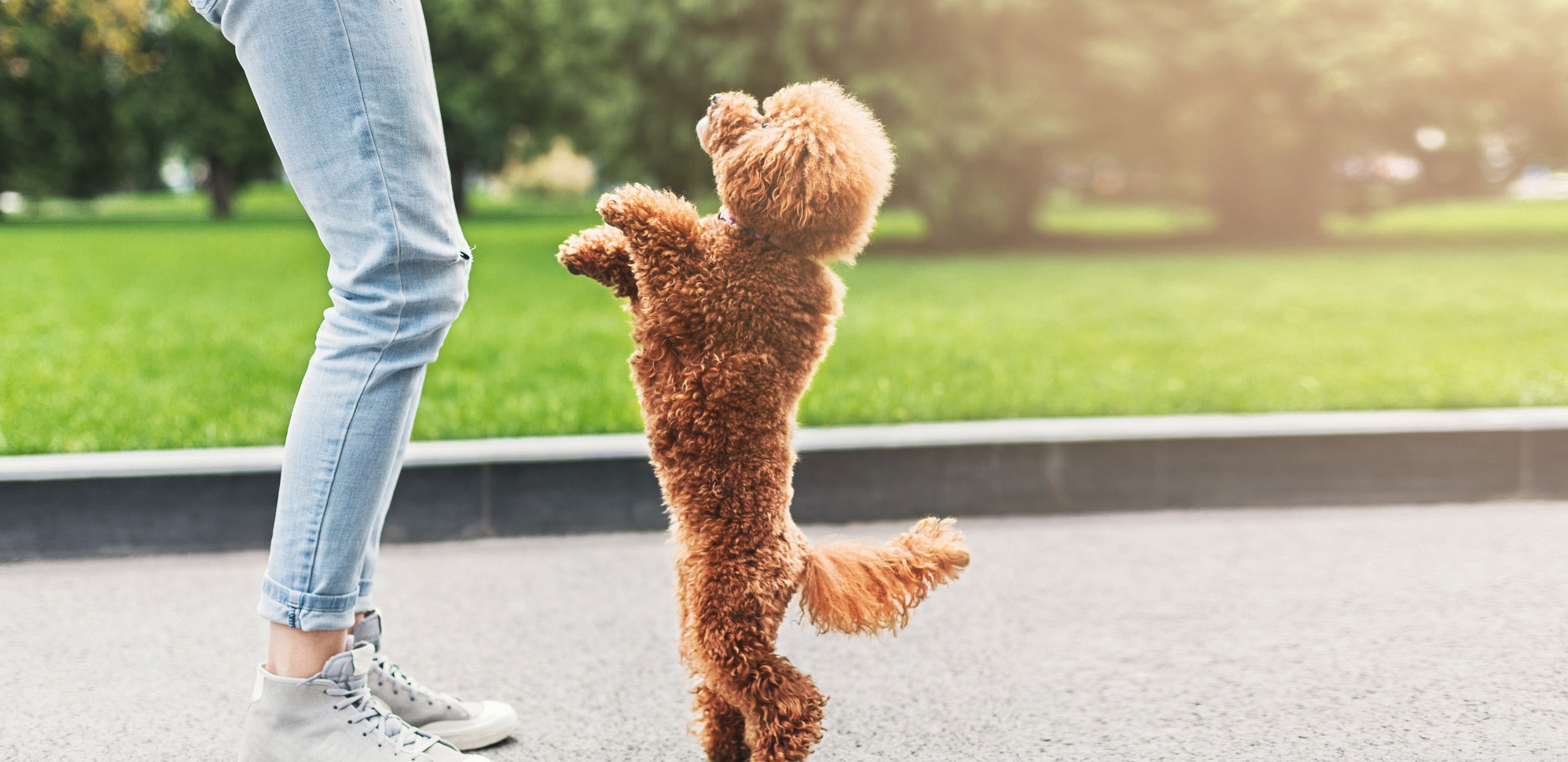 Red Poodle Dog