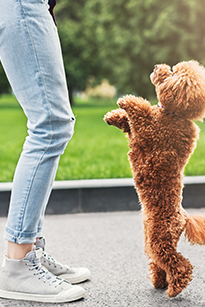 Toy deals red poodles