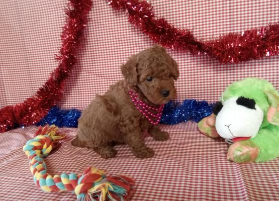 Puppies For Red Poodle Paws