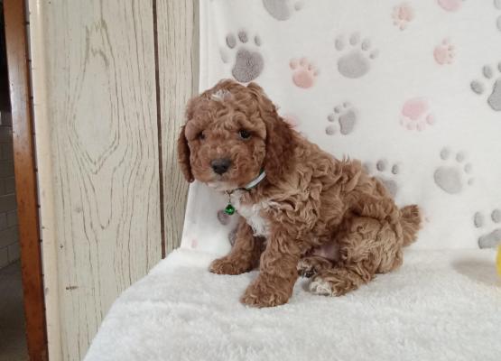 Puppies For Red Poodle Paws