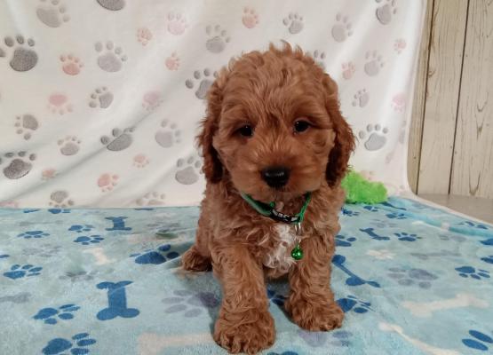 Red toy cockapoo hotsell