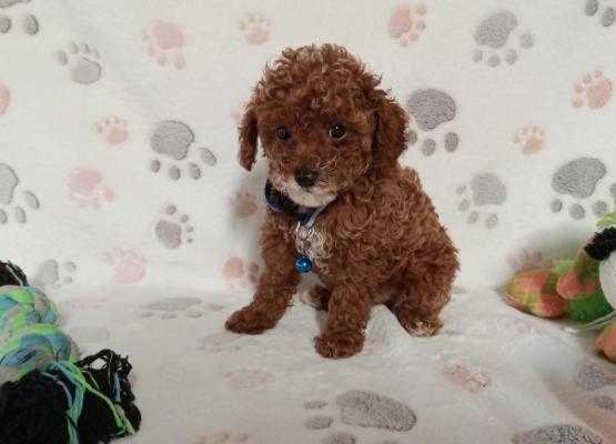 Red toy poodle puppies for sale new arrivals